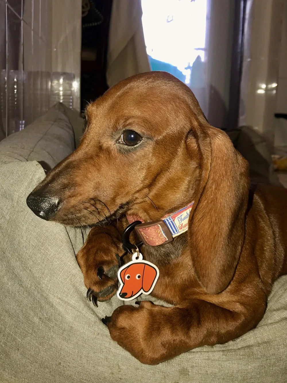 Personalized Acrylic Dog ID Tag