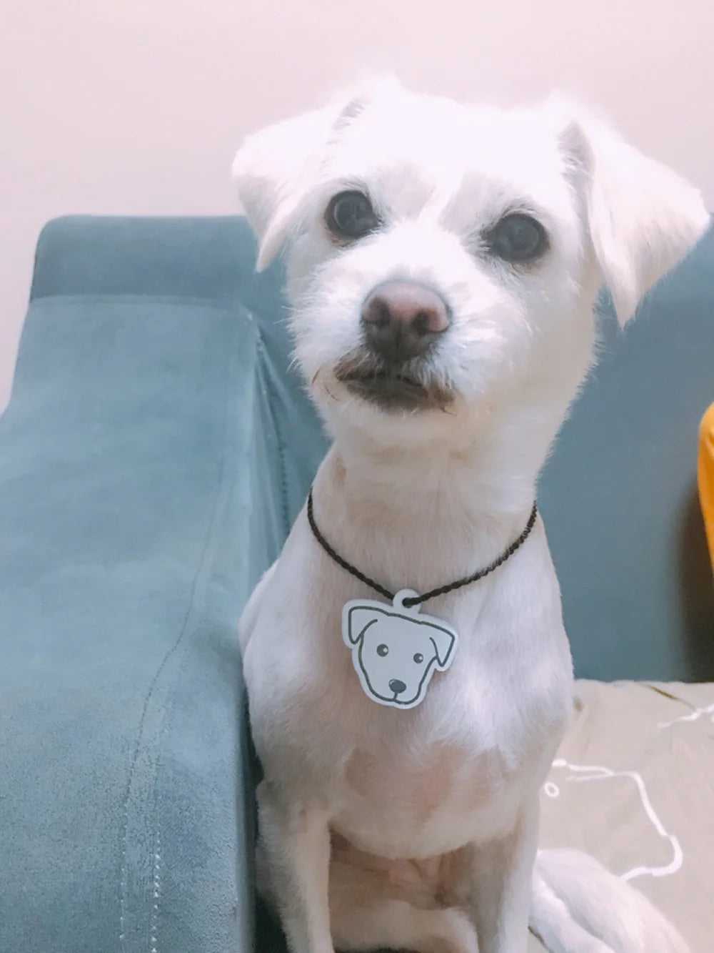 Personalized Acrylic Dog ID Tag