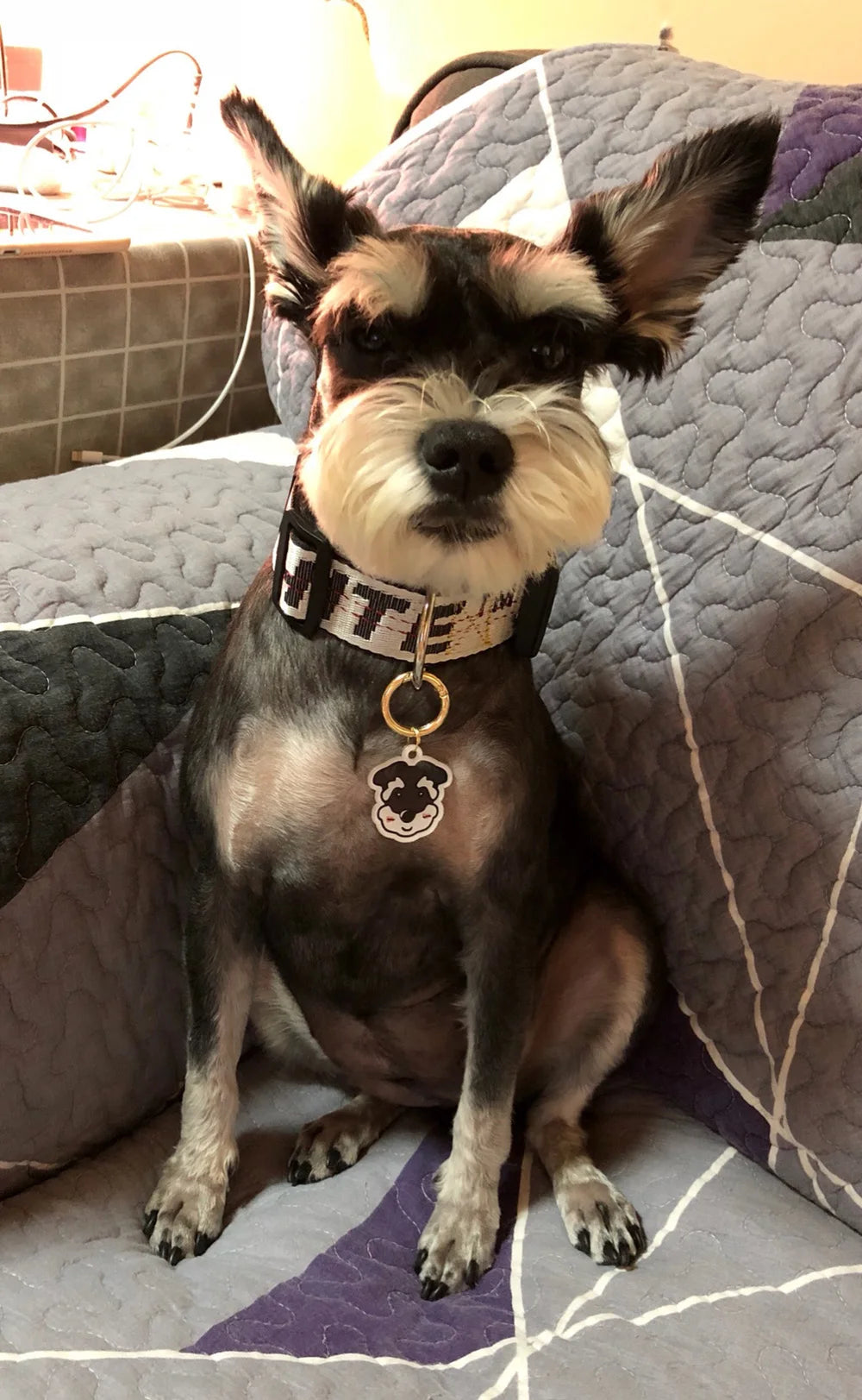 Personalized Acrylic Dog ID Tag
