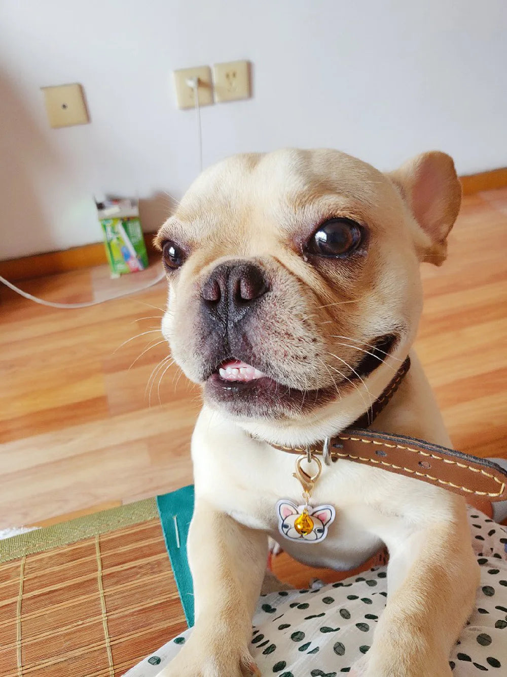 Personalized Acrylic Dog ID Tag