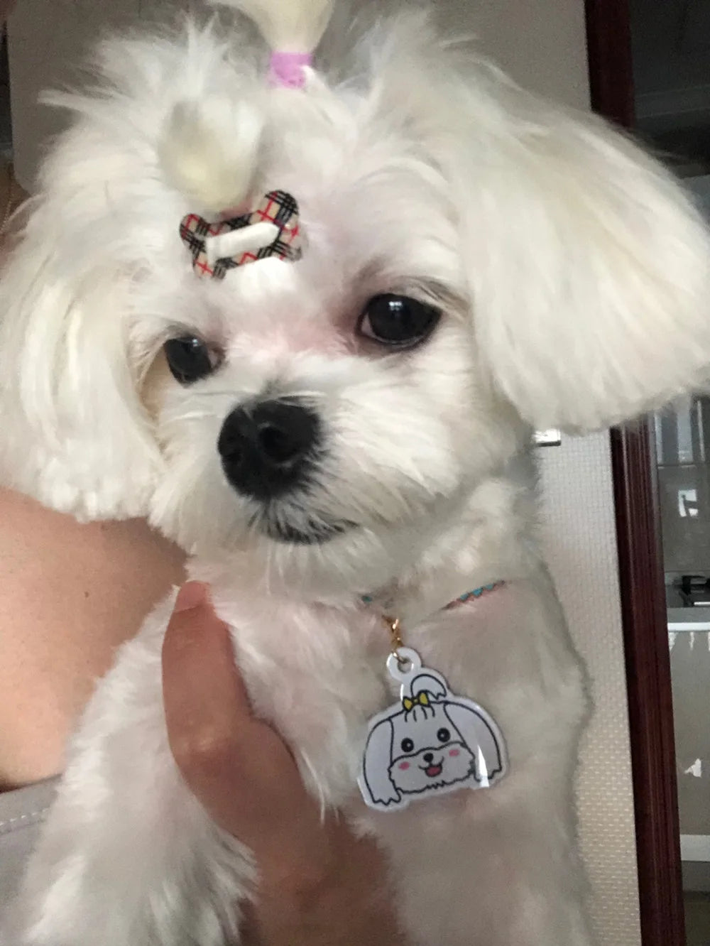 Personalized Acrylic Dog ID Tag