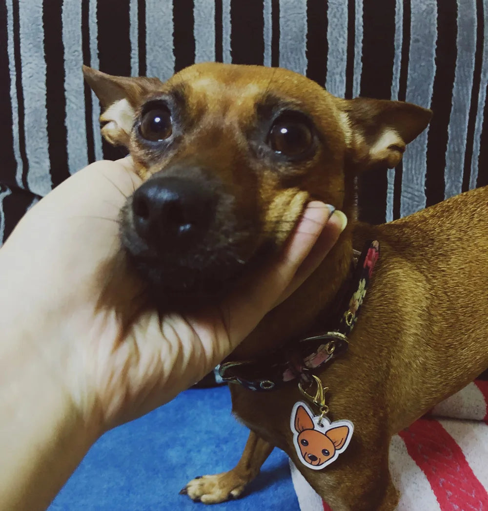 Personalized Acrylic Dog ID Tag