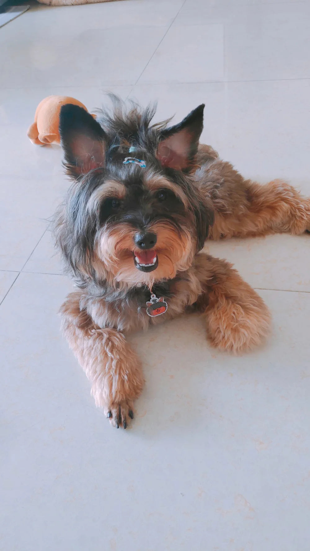Personalized Acrylic Dog ID Tag