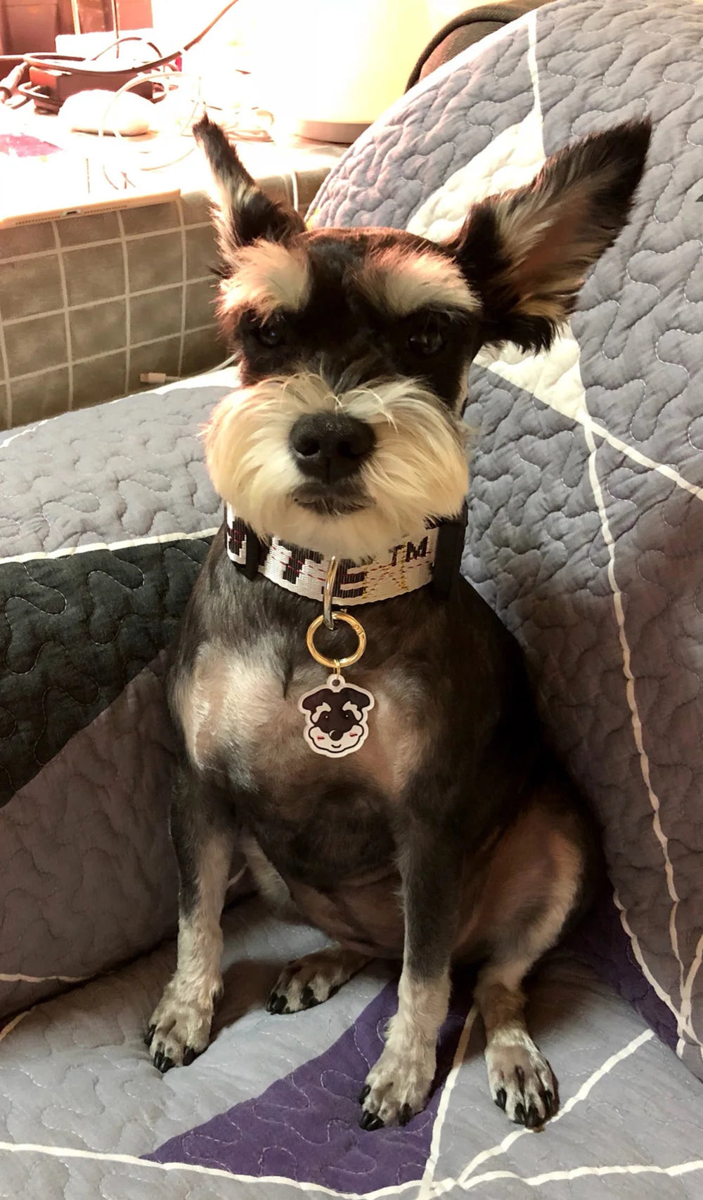Personalized Acrylic Dog ID Tag