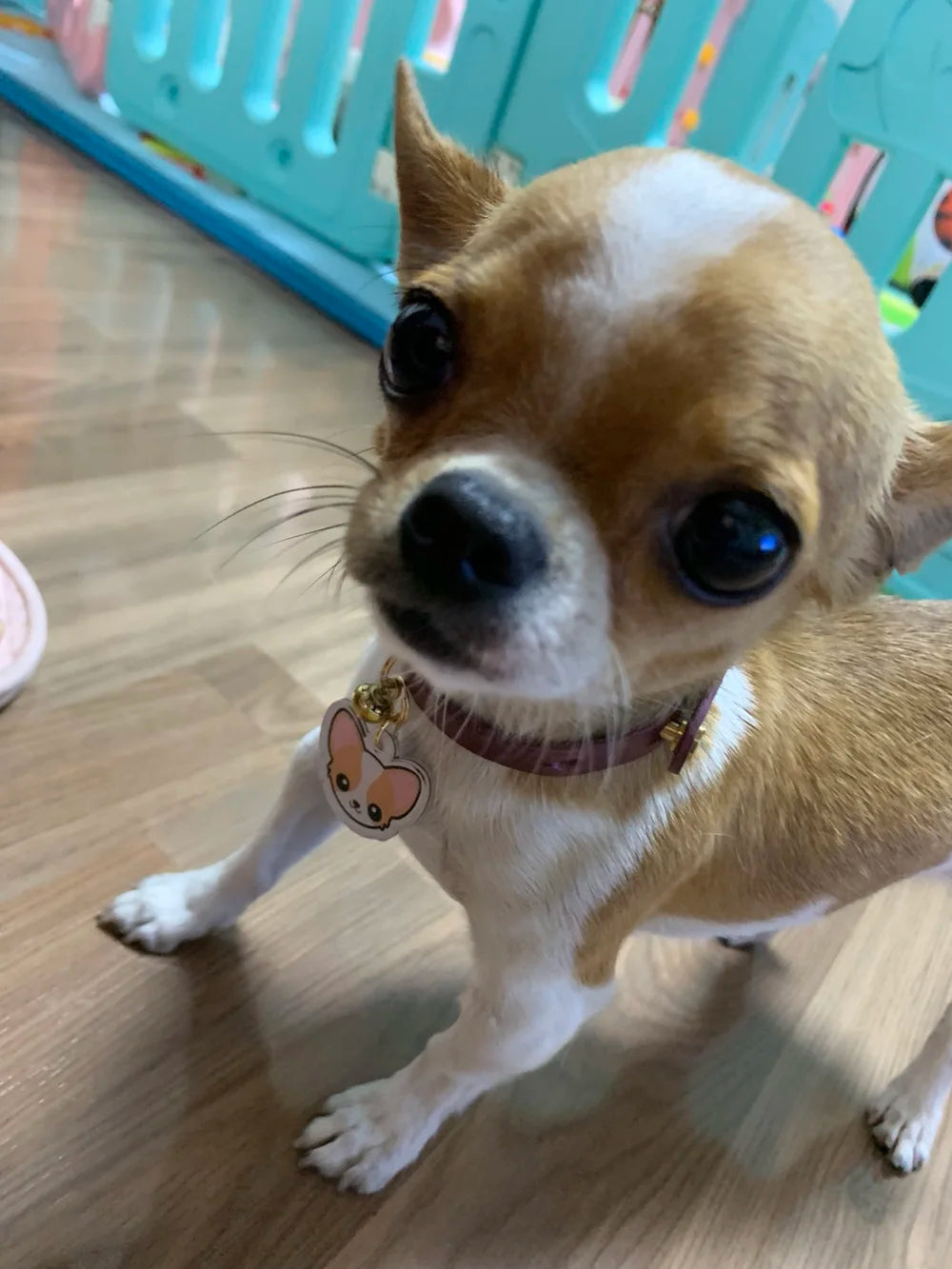 Personalized Acrylic Dog ID Tag