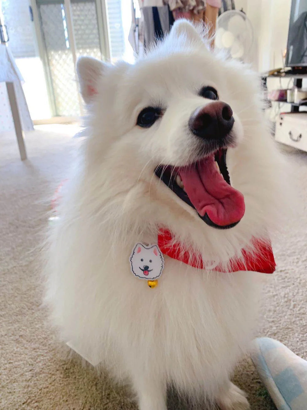 Personalized Acrylic Dog ID Tag