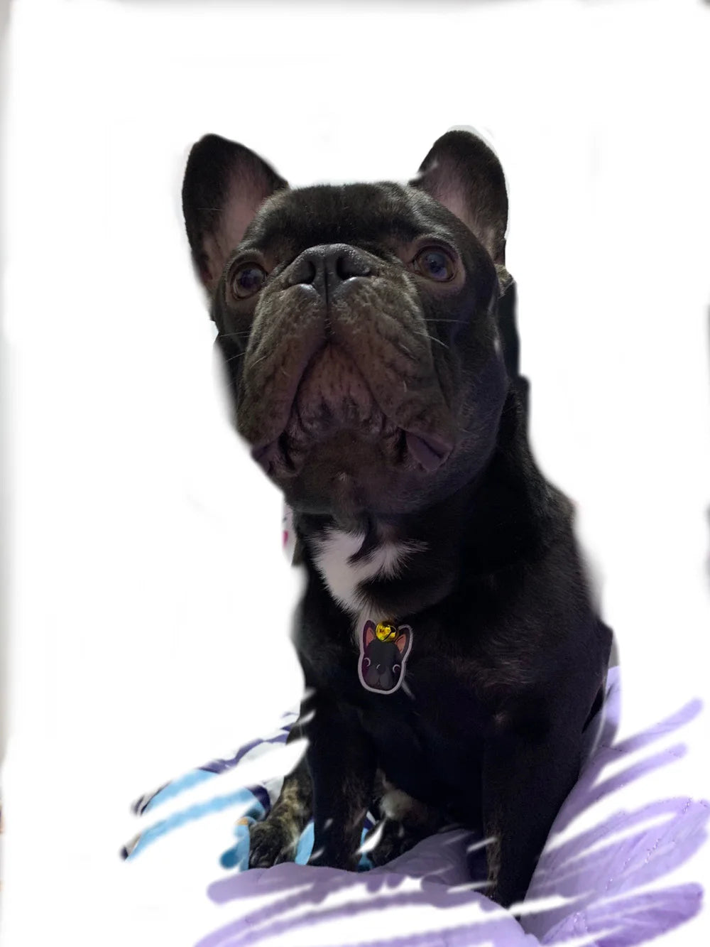 Personalized Acrylic Dog ID Tag